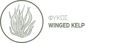 Το πολύτιμο εκχύλισμα του γιγάντιου φύκους Winged Kelp (Alaria esculenta) από τον Αρκτικό Ωκεανό ενισχύει τη δραστηριότητα και την ανανέωση των κυττάρων. Αναστρέφει τα αποτελέσματα της γήρανσης επαναφέροντας τη νεότητα στην επιδερμίδα. Χαρίζει σφριγηλότητα και ελαστικότητα, μετά από 4 μόλις εβδομάδες.