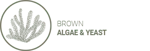 BROWN ALGAE & YEAST (Himanthalia elongata, Fucus vesiculosus, Saccharomyces cerevisiae) Face care with rejuvenating properties