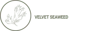 VELVET SEAWEED The promise of deep and immediate hydration