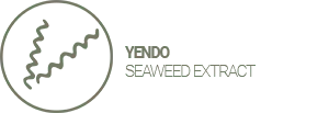 YENDO SEAWEED EXTRACT (Sargassum Muticum) Powerful marine detoxifying agent